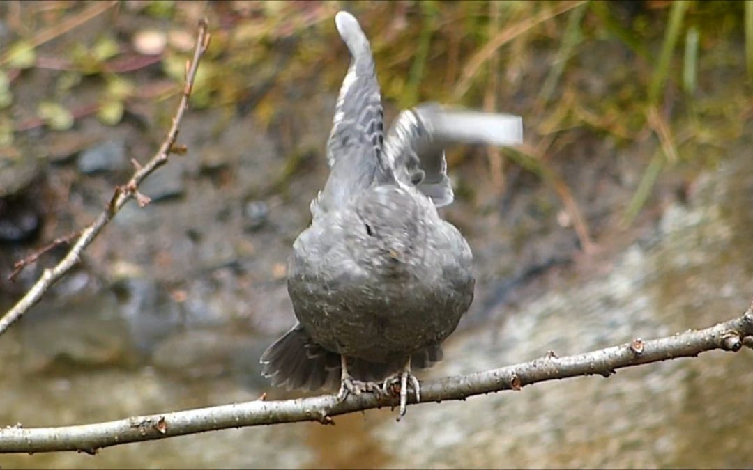American Dipper Bathing and Preening