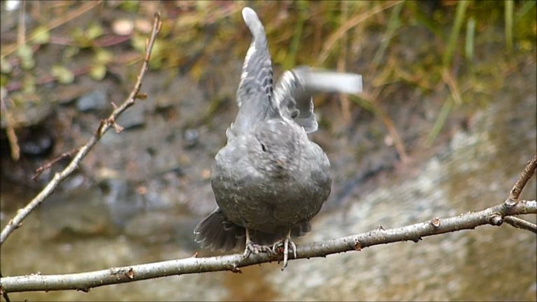 American Dipper Bathing and Preening