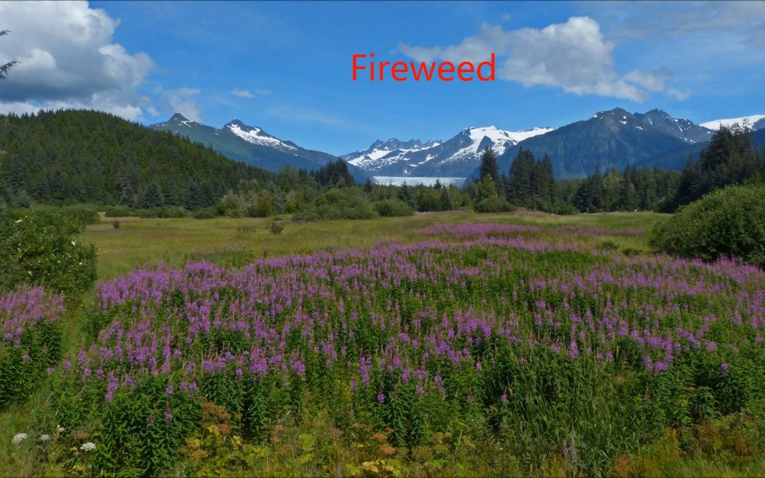 Fireweed