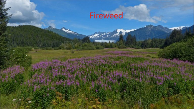 Fireweed