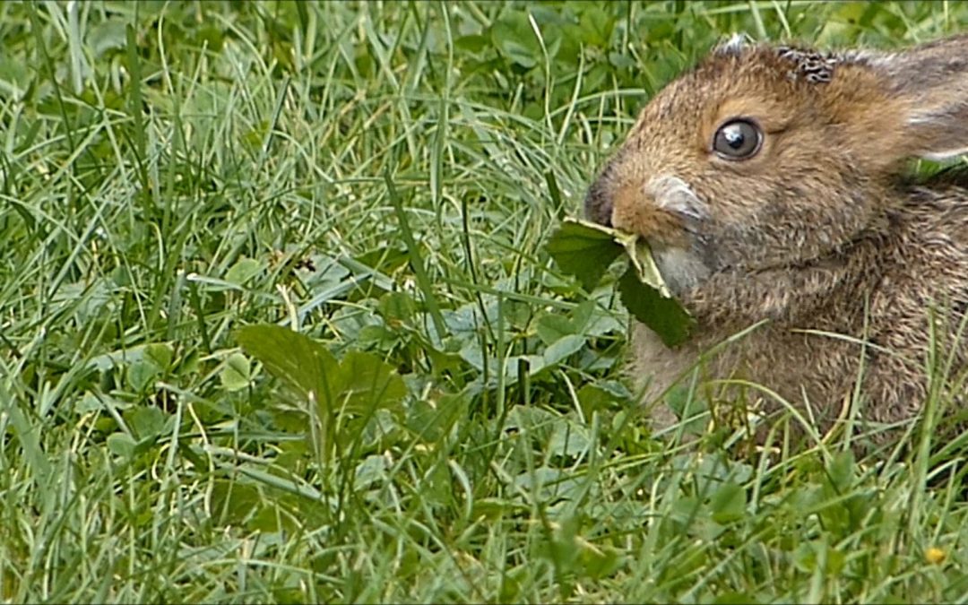 Snowshoe Hare in Alaska
