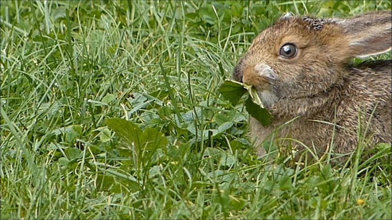 Snowshoe Hare in Alaska