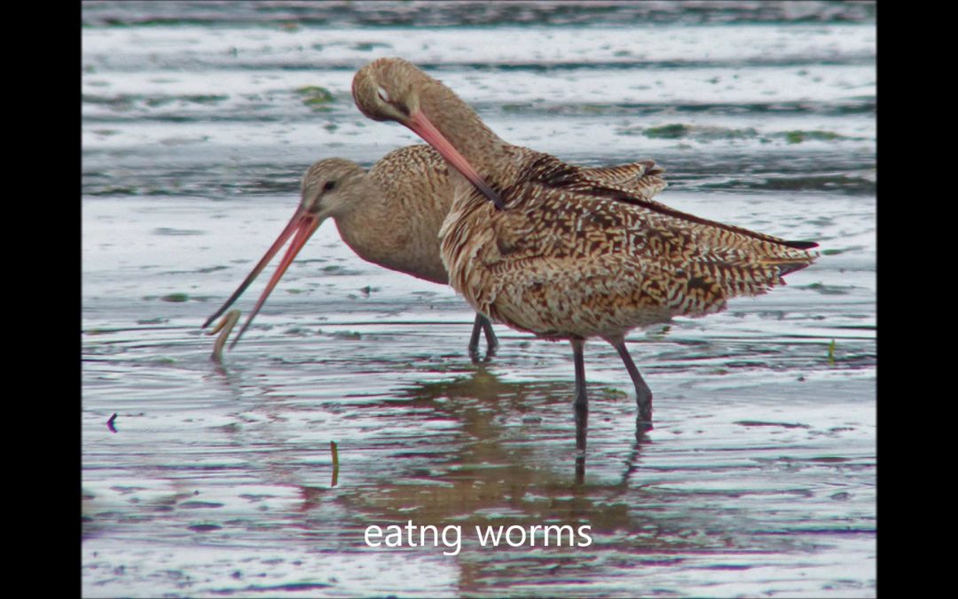 Godwits in Allaska
