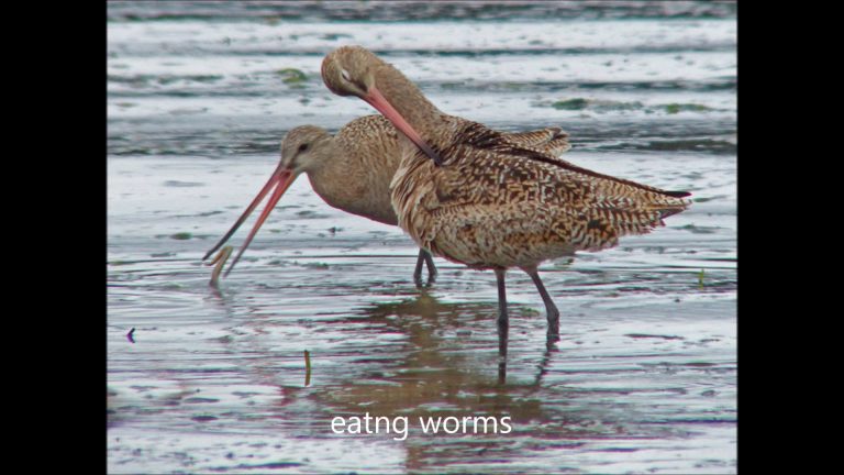 Godwits in Allaska