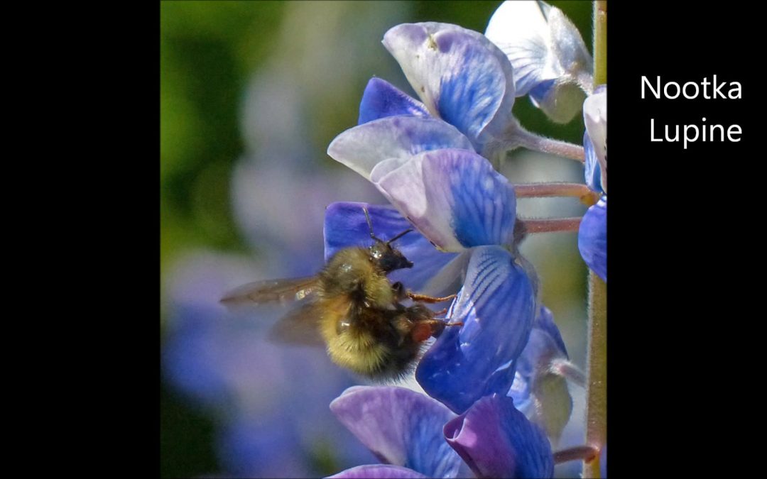Nootka Lupine