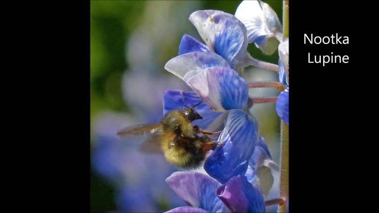 Nootka Lupine