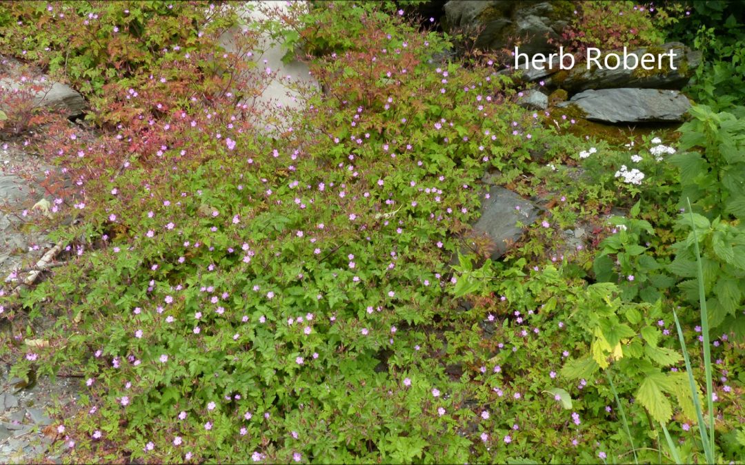 herb Robert