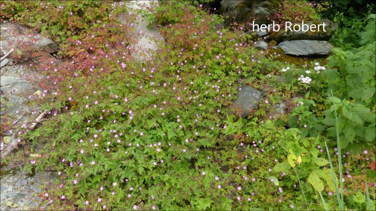 herb Robert