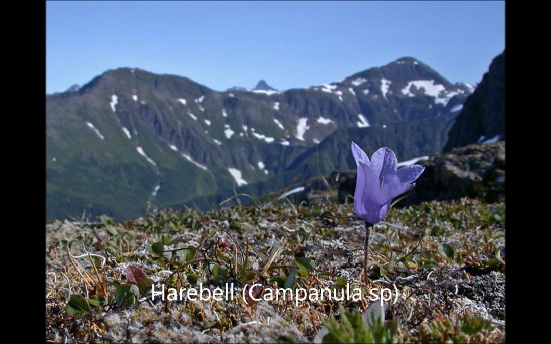 Harebell