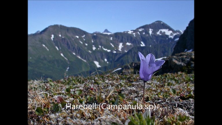 Harebell