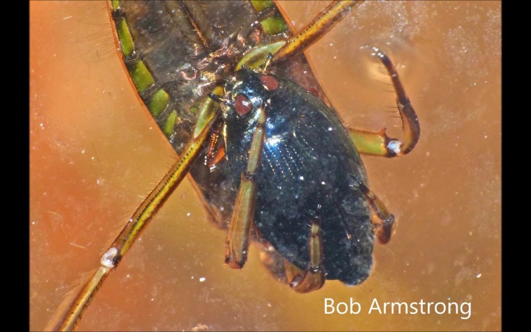 A Backswimmer eats a Whirligig Beetle
