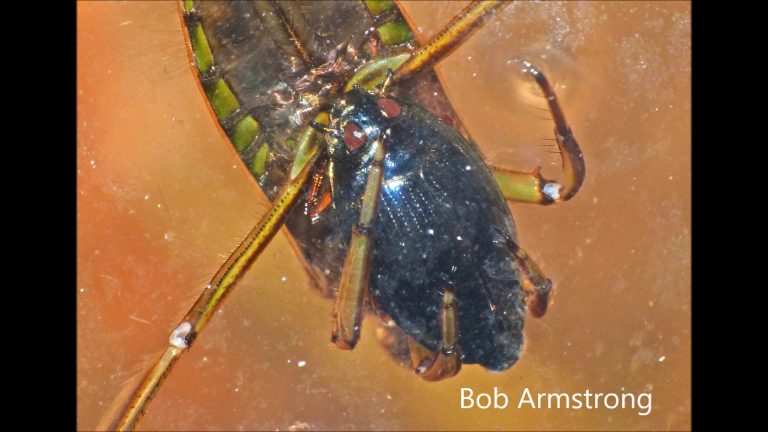 A Backswimmer eats a Whirligig Beetle