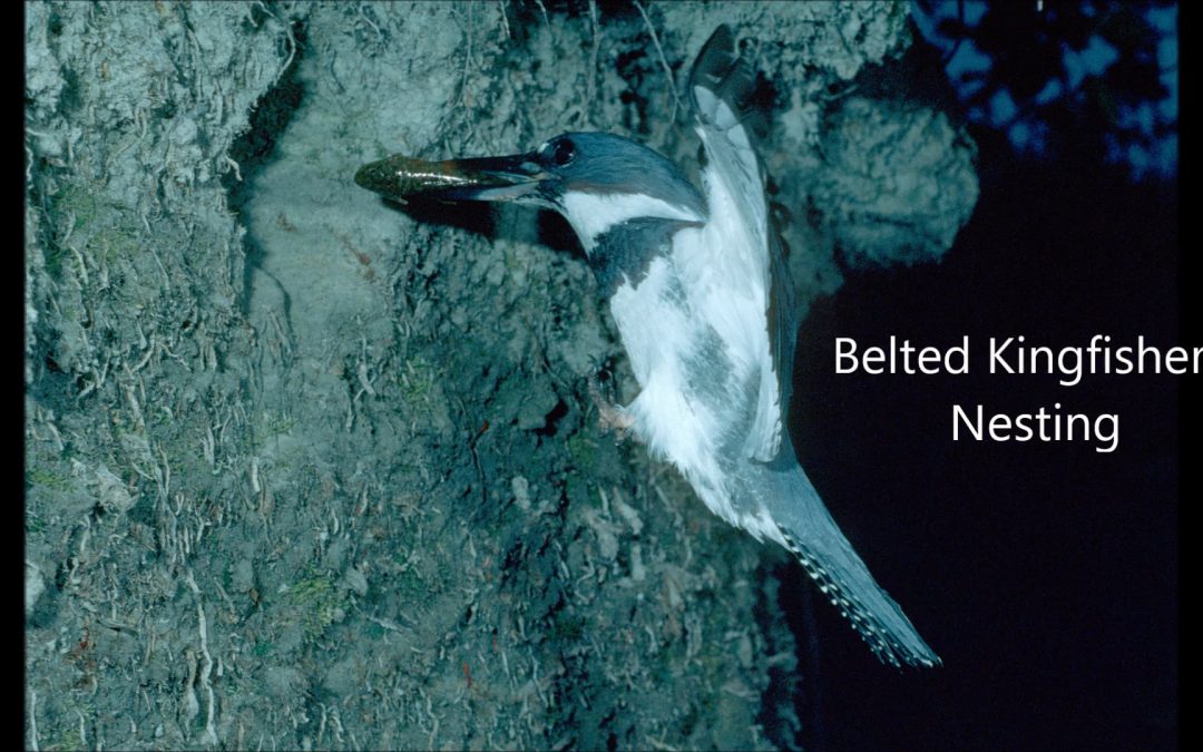 Belted Kingfishers, Nesting