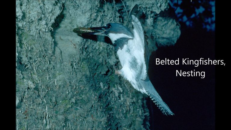 Belted Kingfishers, Nesting
