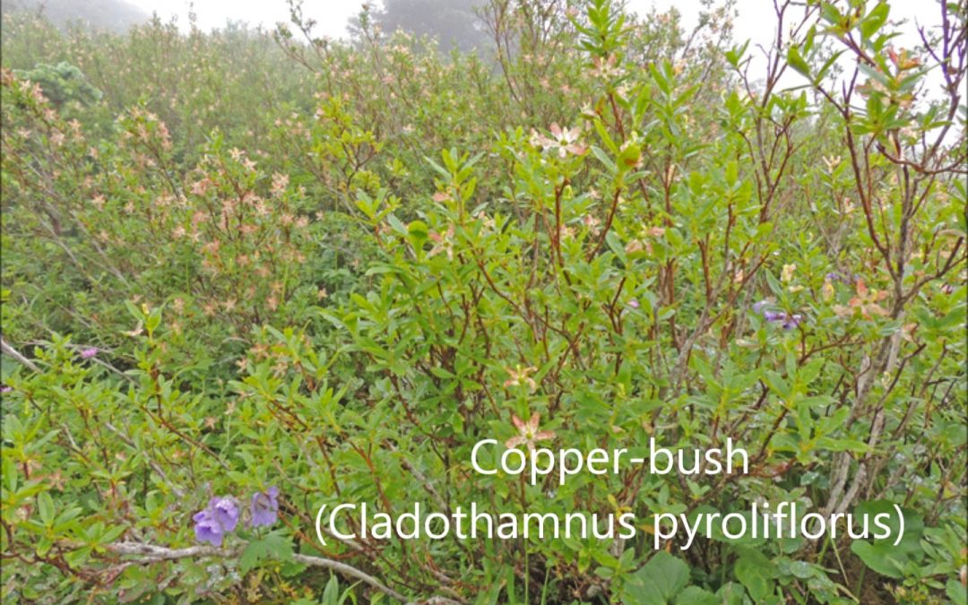 Copper-bush