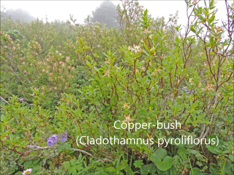 Copper-bush