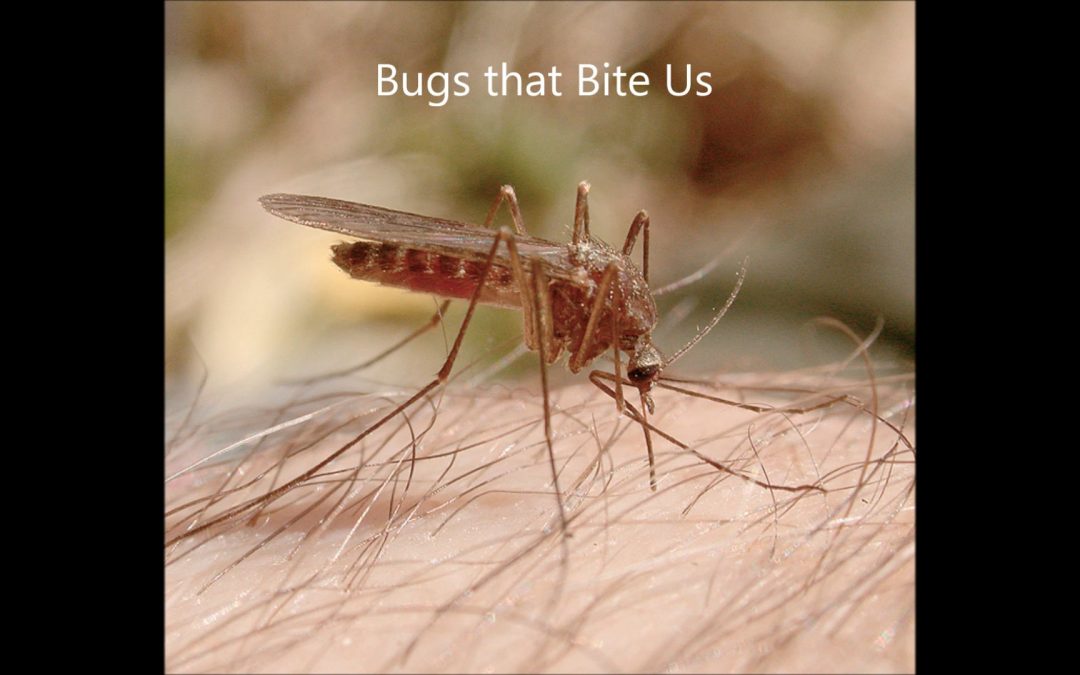 Bugs that Bite Us