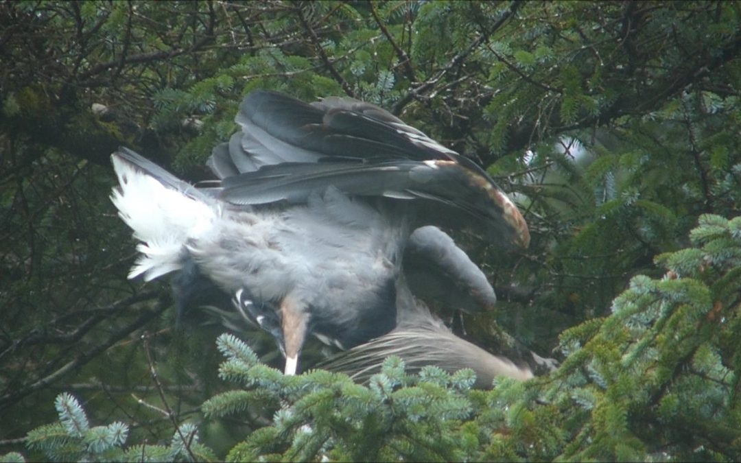 Preening in the Rain