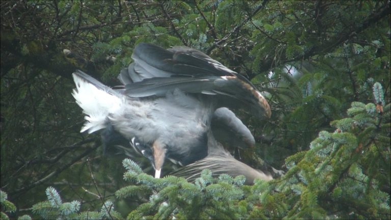 Preening in the Rain
