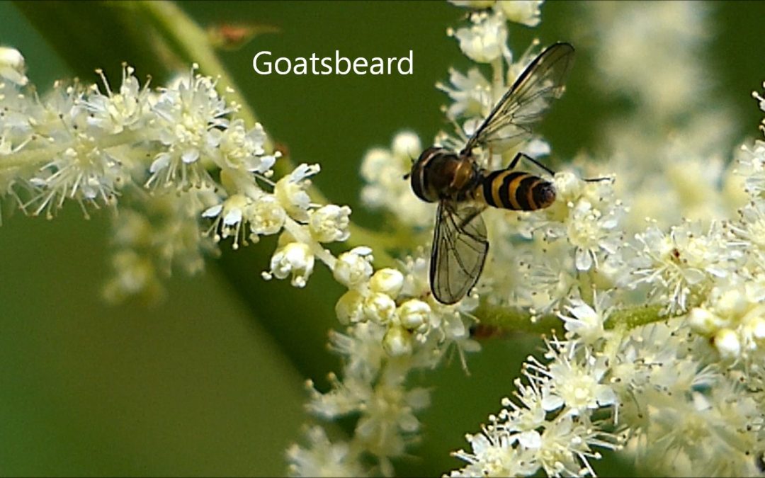 Goatsbeard
