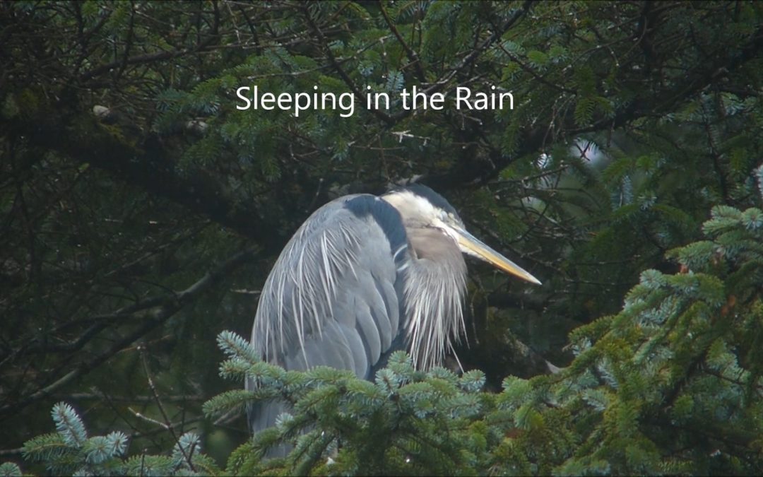 Sleeping in the Rain