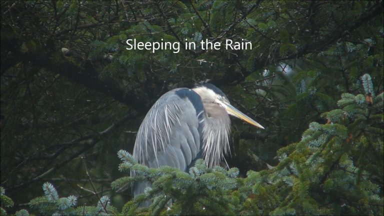 Sleeping in the Rain