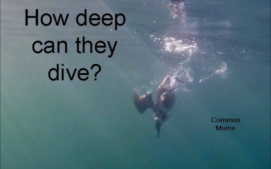 How deep can they dive