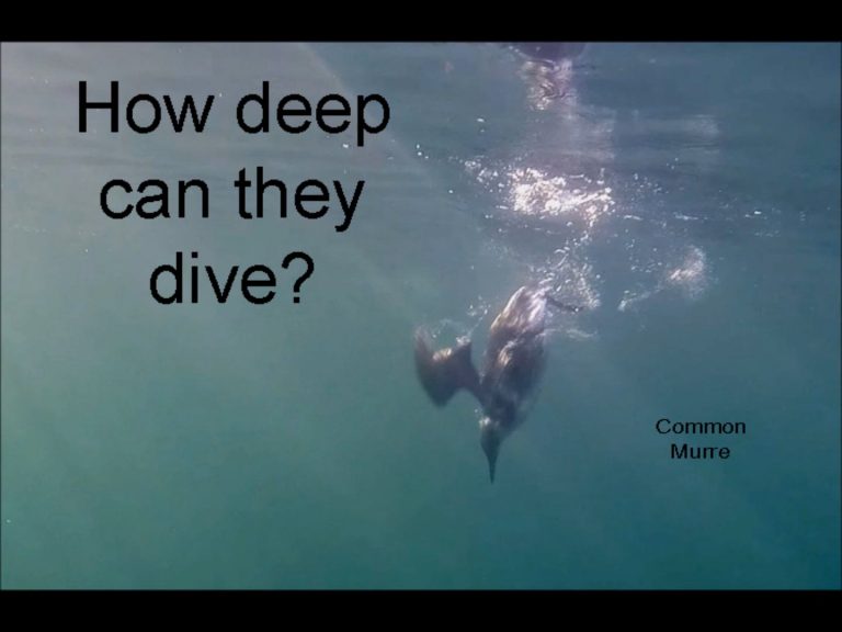 How deep can they dive