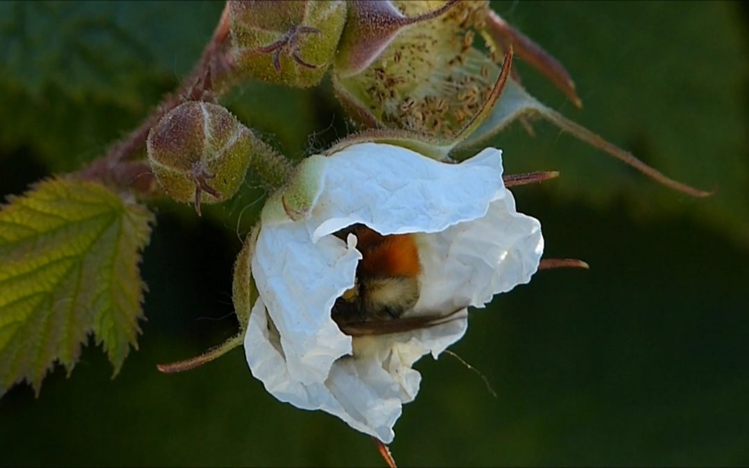 Thimbleberry