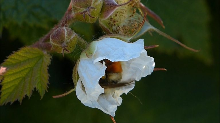 Thimbleberry