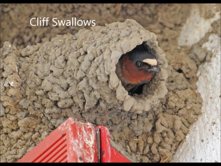 Cliff Swallows
