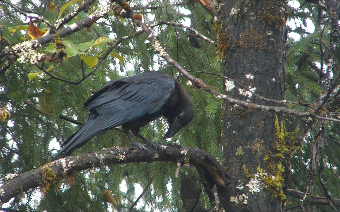 A Talking Raven