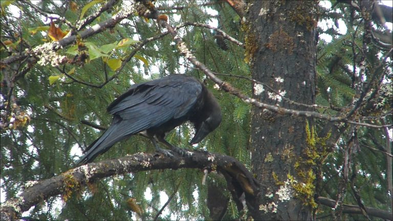 A Talking Raven