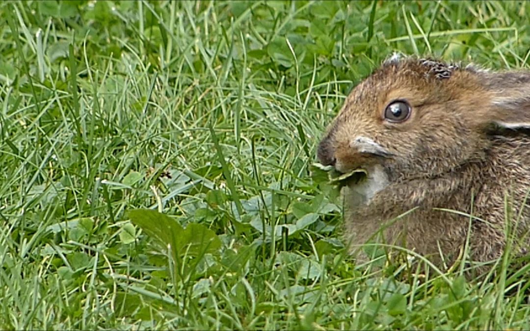 Snowshoe Hare in Summer