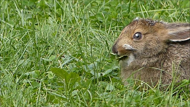 Snowshoe Hare in Summer