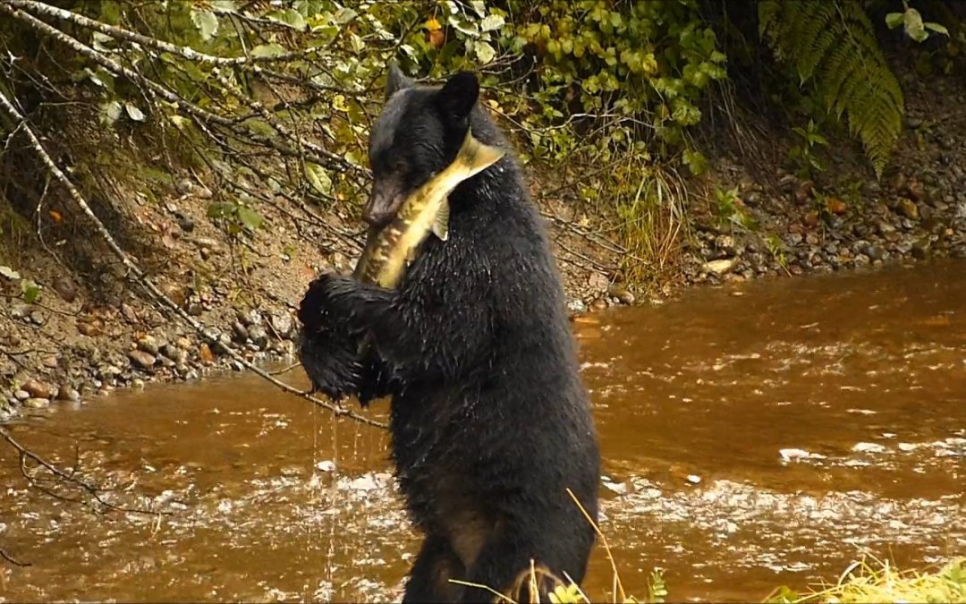 Black Bear Behavior