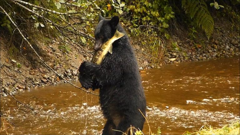 Black Bear Behavior