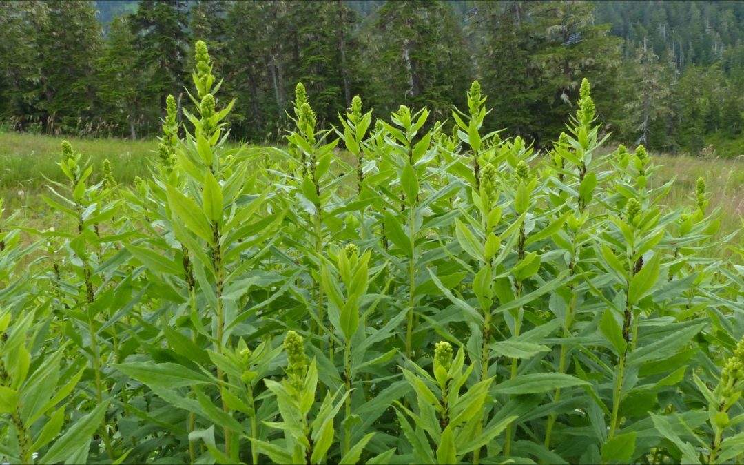 Northern Goldenrod