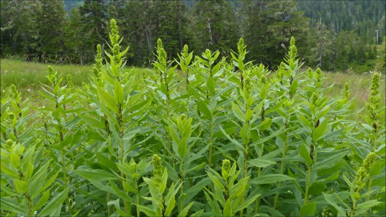 Northern Goldenrod