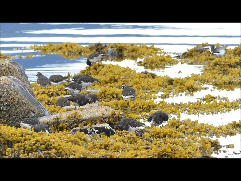Black Turnstones