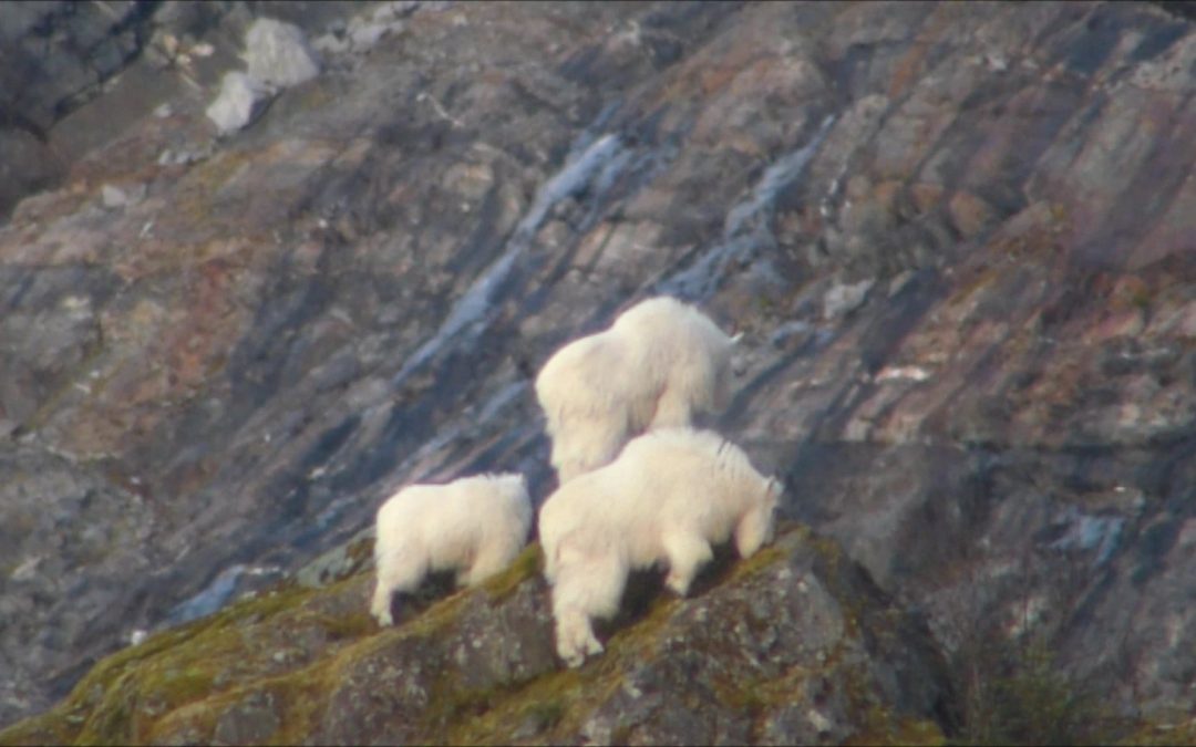Mountain Goats feeding at Mendenhall Glacier on February 1