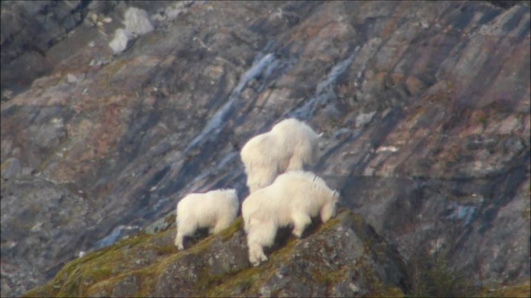 Mountain Goats feeding at Mendenhall Glacier on February 1