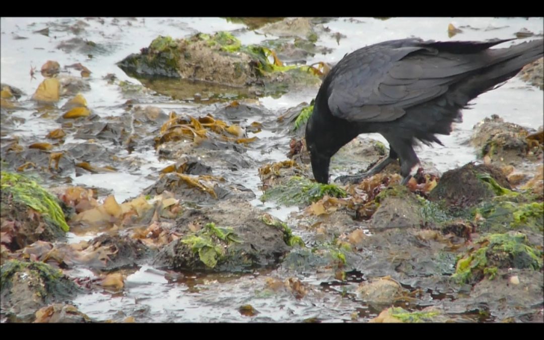 Raven Foraging at Low Tide