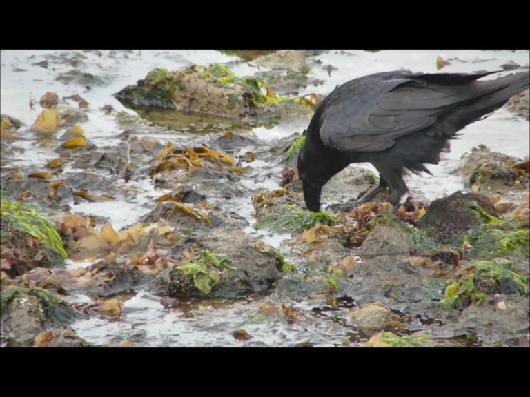 Raven Foraging at Low Tide