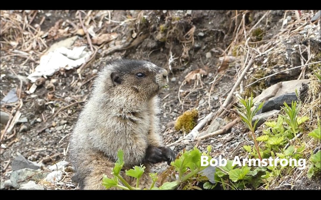 Beach Marmot on May 2nd
