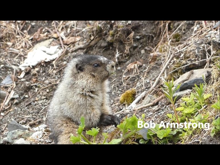 Beach Marmot on May 2nd