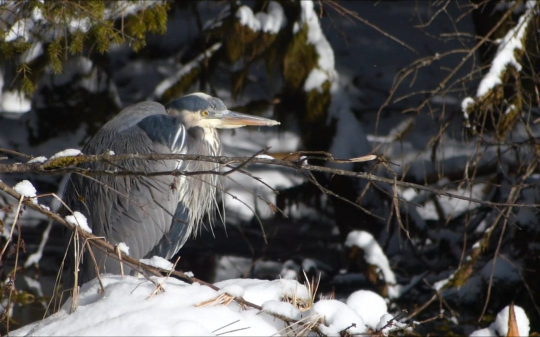 Great Blue Heron on March 2 & 3, 2017 in Juneau, Alaska