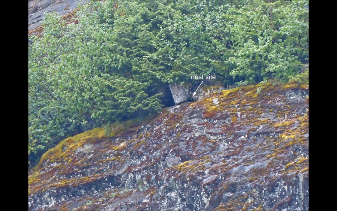 Common Mergansers at Nugget Falls