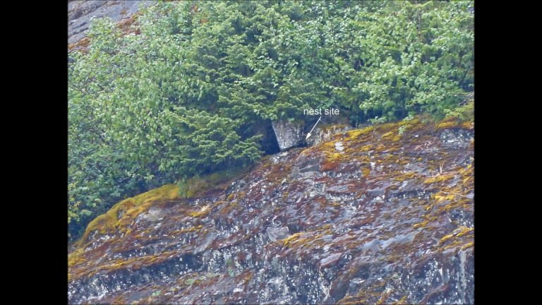 Common Mergansers at Nugget Falls