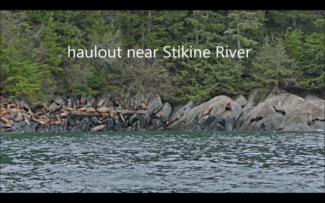 Steller’s Sea Lions